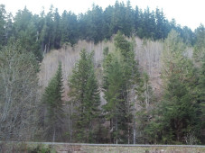 Portland Hot Spring Forest